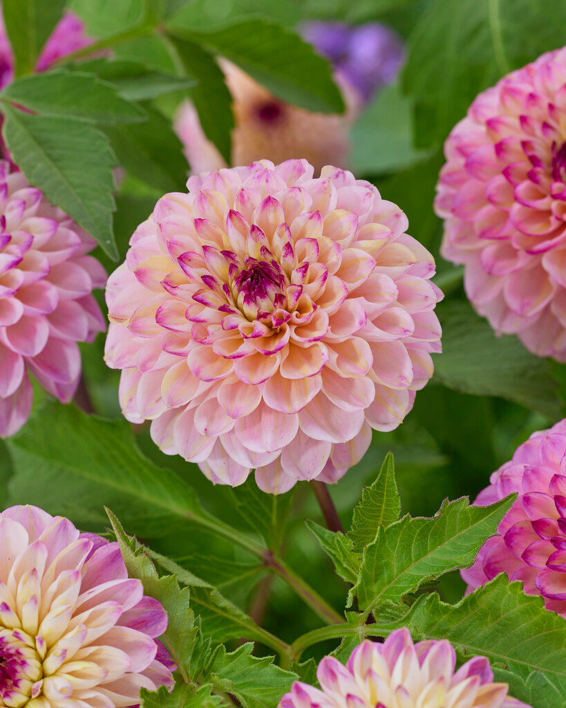 Dahlia Pompon Wine Eyed Jill 1-pakning